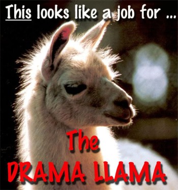 If an actual llama appeared during drama situations, my quality of life would be drastically improved.
